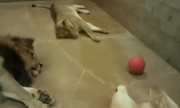 GIF Preview