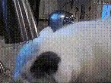 GIF Preview