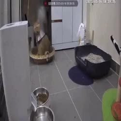 GIF Preview