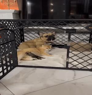 GIF Preview