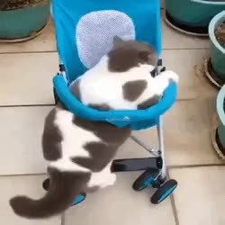 GIF Preview