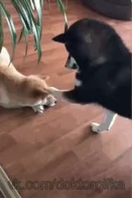 GIF Preview