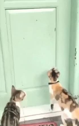 GIF Preview