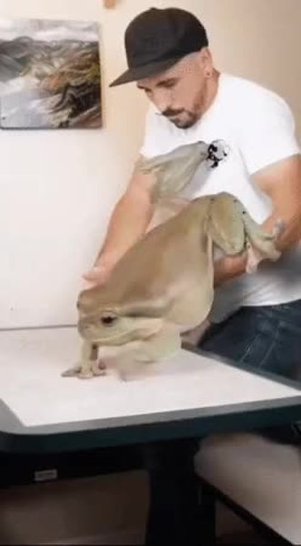GIF Preview