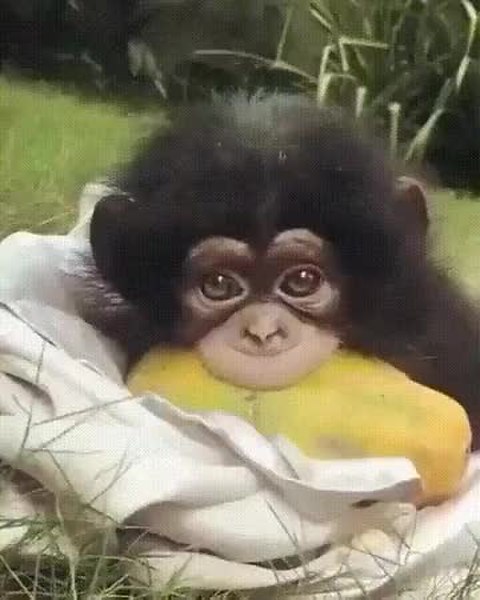 GIF Preview
