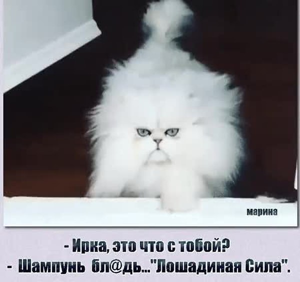 GIF Preview