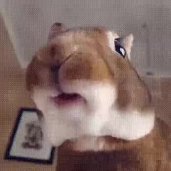 GIF Preview