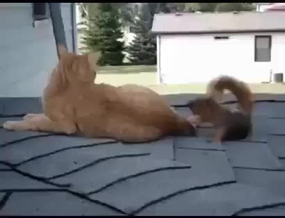 GIF Preview