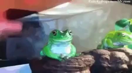 GIF Preview
