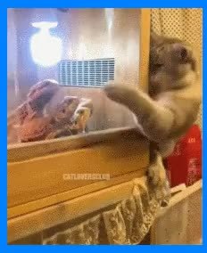 GIF Preview