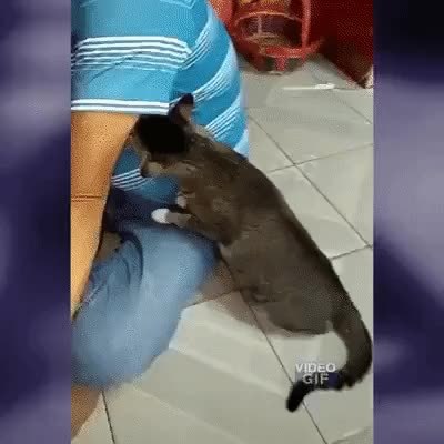 GIF Preview