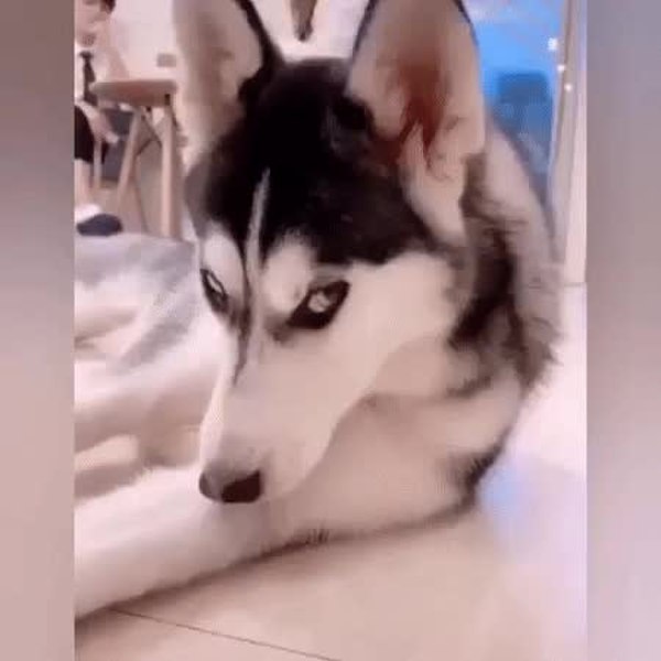 GIF Preview