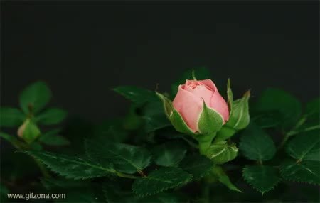 GIF Preview