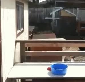 GIF Preview