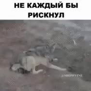 GIF Preview