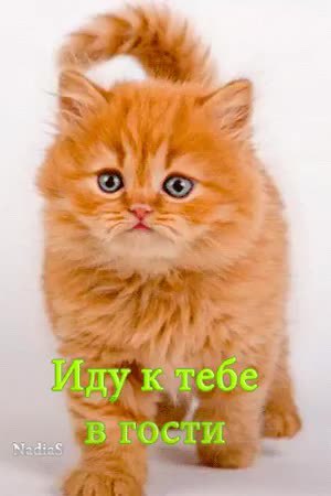 GIF Preview