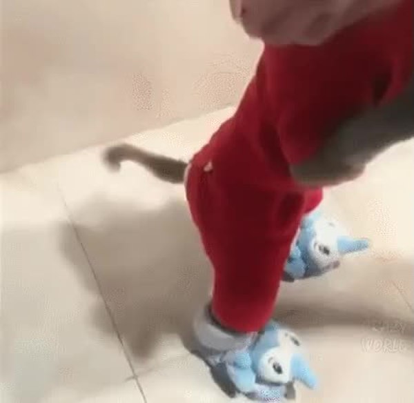 GIF Preview