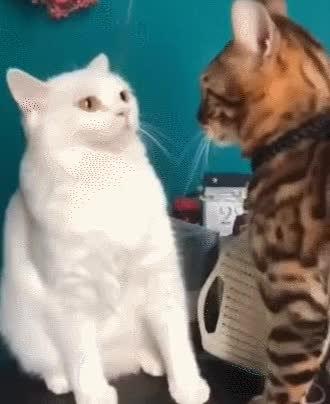 GIF Preview