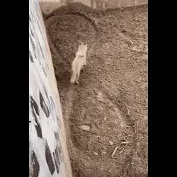 GIF Preview