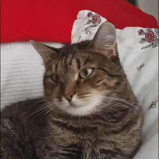 GIF Preview