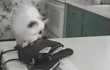 GIF Preview