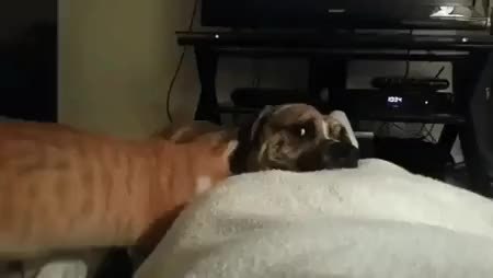 GIF Preview