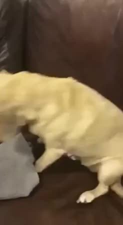 GIF Preview