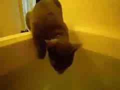 GIF Preview