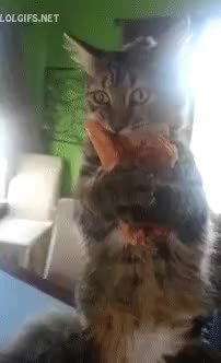 GIF Preview