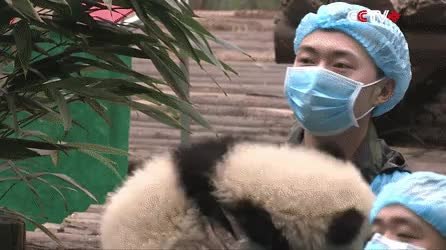 GIF Preview