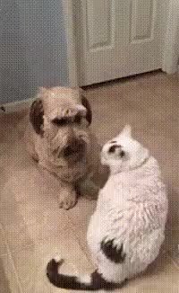 GIF Preview