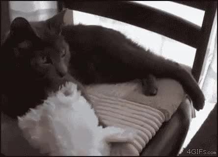 GIF Preview