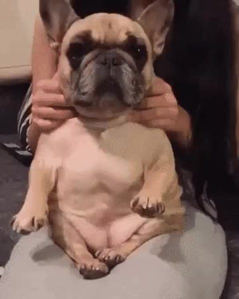 GIF Preview
