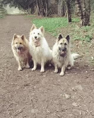 GIF Preview