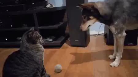 GIF Preview
