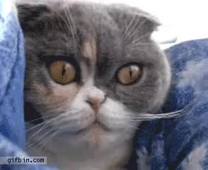 GIF Preview