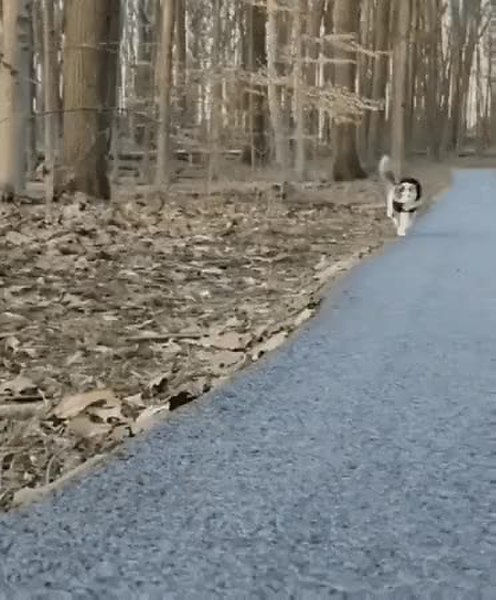 GIF Preview