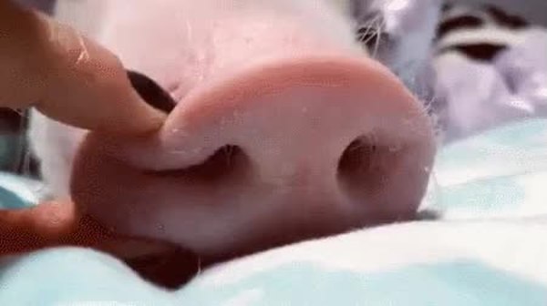 GIF Preview