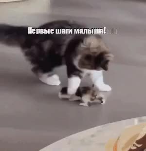 GIF Preview
