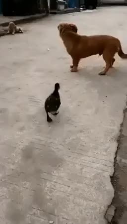 GIF Preview