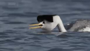GIF Preview
