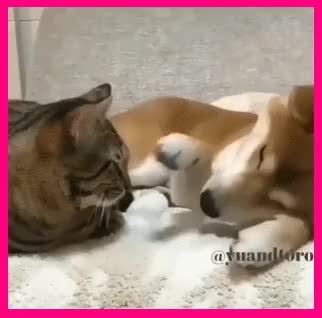 GIF Preview