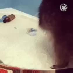 GIF Preview
