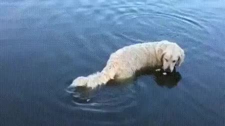 GIF Preview