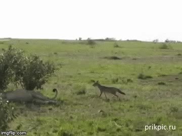 GIF Preview