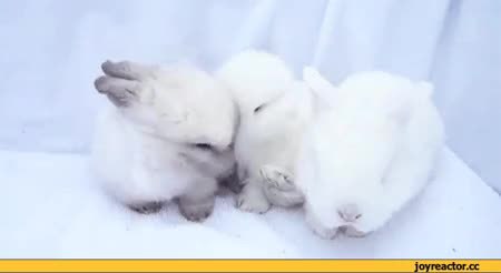 GIF Preview