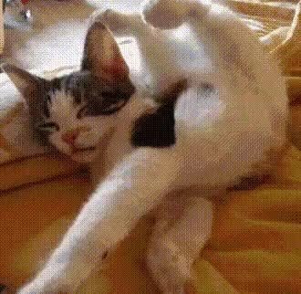 GIF Preview
