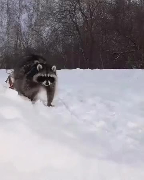 GIF Preview