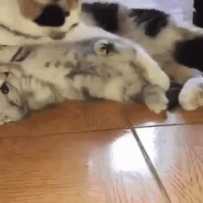 GIF Preview