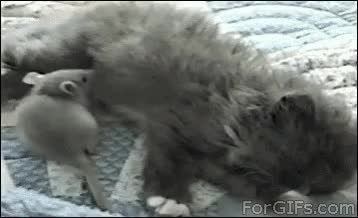 GIF Preview